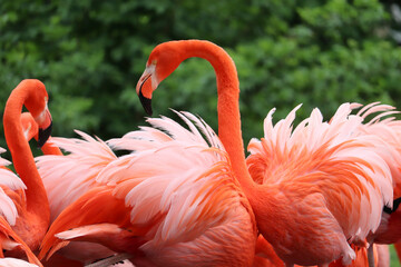 Close-up of an american flamingo