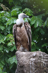Portrait of a griffon vulture (gyps fulvus)