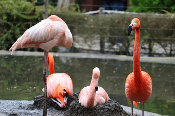 American flamingo family, female flamingo brooding on a nest