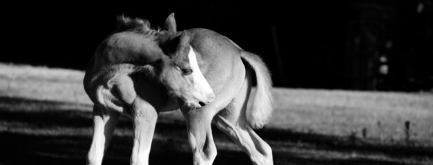 Foal horse scratching itch on farm close up in black and white for equine banner.