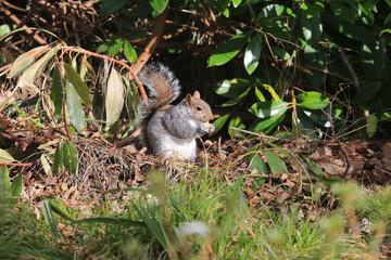 Squirrel