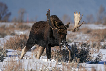 Bull Moose - Wyoming