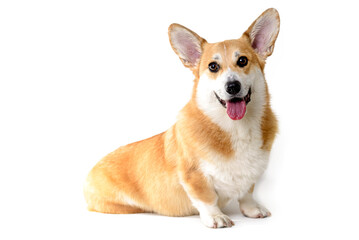 Welsh corgi dog sitting on white background sticking out the tongue, looking at the camera, smiling 