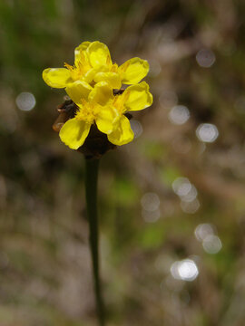 xyris jupicai