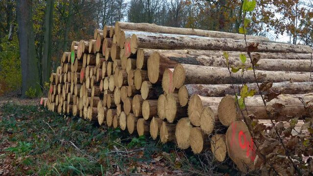Holzsto&szlig; am Waldrand