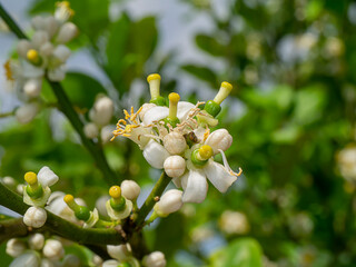 Close up lime flower on branches with blur background in plantation.