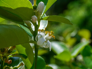 Close up lime flower on branches with blur background in plantation.