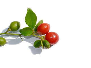 Close up Myrtle lime, Limeberry fruit with leaves on white background.