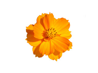 Close up orange cosmos flower on white background