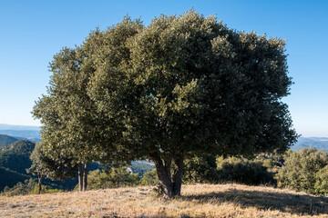 Los Ports Natural Park