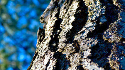 Pine bark texture