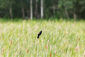 A cawing red winged blackbird perched on a cattail top in a summer marsh landscape