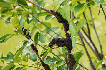 Black knot disease on a tree limb with green leaves