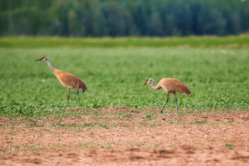 Two sandhill cranes walking in a sandy green field in a summer countryside landscape