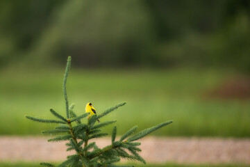 A yellow goldfinch bird with black wings perched at the top of a dew dropped spruce tree
