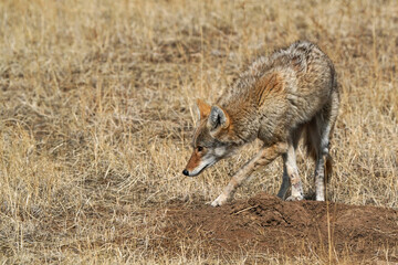 Coyote - Hunting