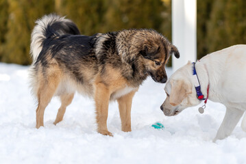 2 dogs are standing near ball and labrador sniffs ball in the snow while mongrel watches labrador