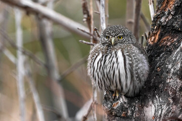 Northern Pygmy Owl