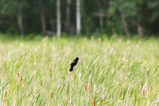 A cawing red winged blackbird perched on a cattail top in a summer marsh landscape