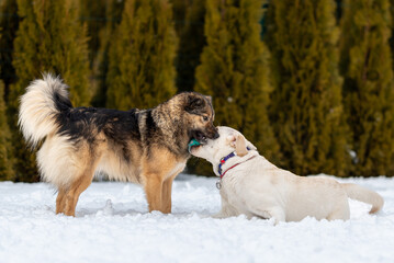 Labrador puppy and mongrel playing with a ball in a snowy backyard