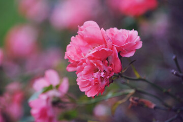 Double pink roses close up against blurred background in shallow depth of field.