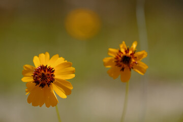 Cheerful yellow wildflowers close up in Texas landscape with blurred background.