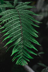 green fern leaf close up