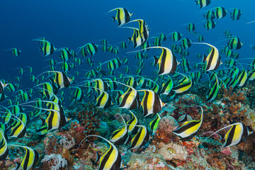 Thousands of Moorish Idols aggregate to spawn above a tropical Pacific reef