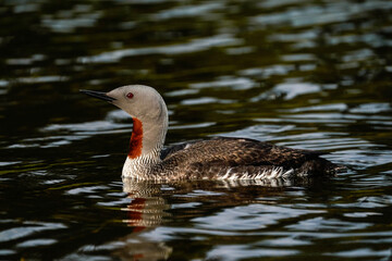 Red-throated Diver