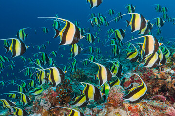 Fototapeta na wymiar Underwater shot of a large aggregation of Moorish Idols, a yellow and black tropical fish, swimming over a coral reef in the Pacific Ocean.