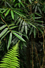 foliage of tropical plants close up