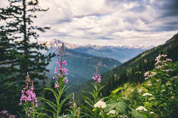 flowers in the mountains, Glacier National Park