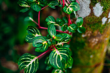 Iresine plant close up. Tropical plant concept