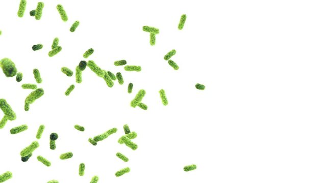 Animation of moving green rod shaped bacteria isolated on white background. Bacterial infection and disease concept