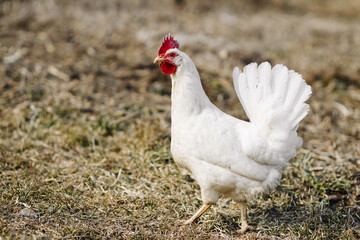 chicken on the farm, walking rooster