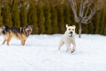 Labrador puppy and mongrel playing with a ball in a snowy backyard
