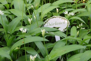 Bärlauch im Garten pflanzen, gesundes Gewürzkraut mit Knoblauchgeschmack, Frühlingskraut, Bärlauchblätter und Blüten in einem Kräuter-Garten mit Hinweisschild "Bärlauch"