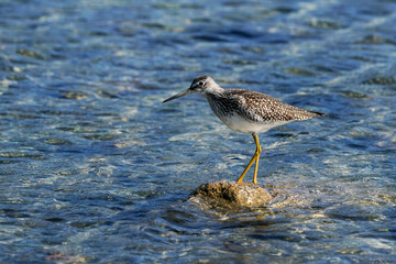 Greater Yellowlegs