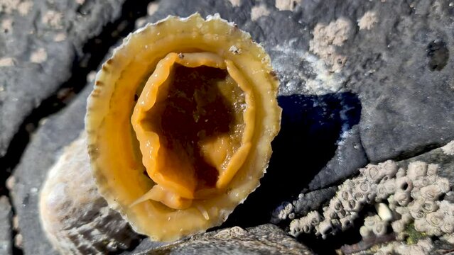 The Common Limpet, Patella vulgata, Sea Mollusc, is an aquatic snail with uncommonly strong teeth