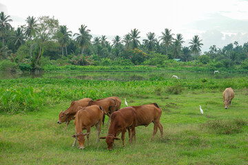 Naklejka na ściany i meble Cows grazing grass at green field