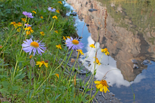 Wildflowers and reflection of Wiwaxy Peaks, Lake O'Hara area, Yoho National Park, Canadian Rockies, British Columbia