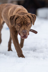 folds of skin on the head of a Cane Corso as he slowly walks through the snow and looks at the camera