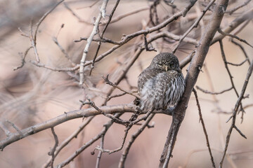 Northern Pygmy Owl