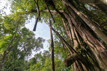 Malaysia rainforest under blue sky.
