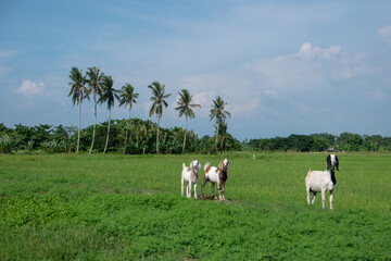Obraz premium Goats walk. Background is paddy field