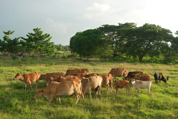 Naklejka na ściany i meble Herd of cows in green field.