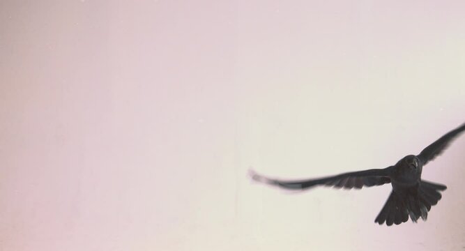 black raven flies at the camera