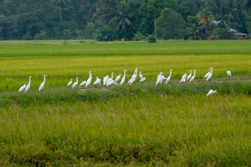 White egret birds is stay at paddy field