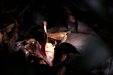 Frog in leaf litter