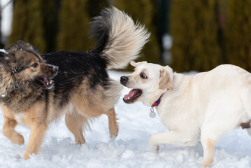 funny labrador and mongrel are playing in the snow